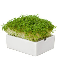 Štartovacia súprava BIO microgreen - Heimgart - súprava vrátane 2 plátov - 1 ks
