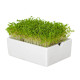 BIO Rukola - mikrozelenina - microgreens - Heimgart - náhradné pláty - 1 ks
