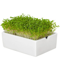BIO Rukola - mikrozelenina - microgreens - Heimgart - náhradné pláty - 1 ks