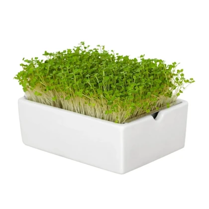 BIO Rukola - mikrozelenina - microgreens - Heimgart - náhradné pláty - 1 ks