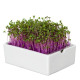 BIO Červená kapusta - mikrozelenina - microgreens - Heimgart - náhradné pláty - 1 ks