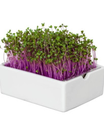 BIO Červená kapusta - mikrozelenina - microgreens - Heimgart - náhradné pláty - 1 ks