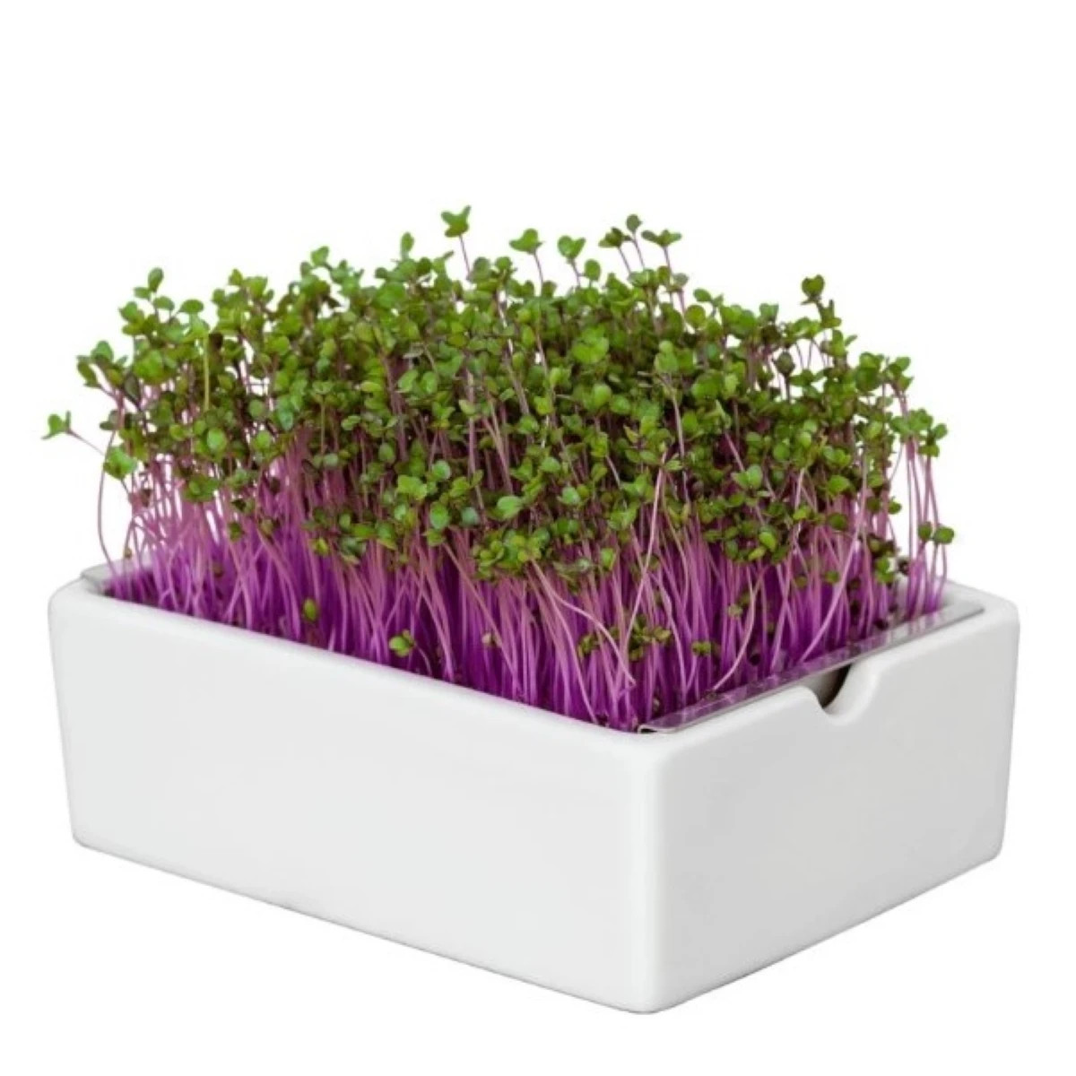 BIO Červená kapusta - mikrozelenina - microgreens - Heimgart - náhradné pláty - 1 ks