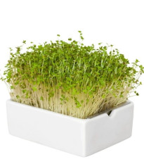 BIO Horčica - mikrozelenina - microgreens - Heimgart - náhradné pláty - 1 ks