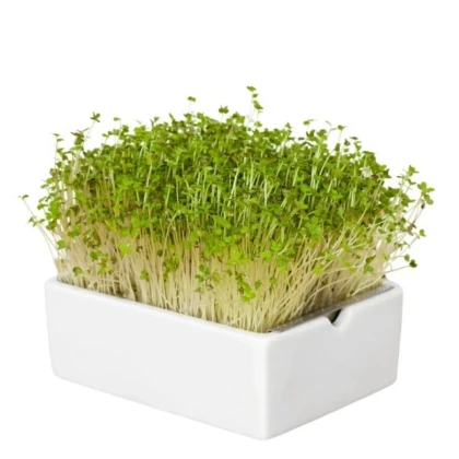 BIO Horčica - mikrozelenina - microgreens - Heimgart - náhradné pláty - 1 ks