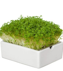 BIO Žerucha - mikrozelenina - microgreens - Heimgart - náhradné pláty - 1 ks
