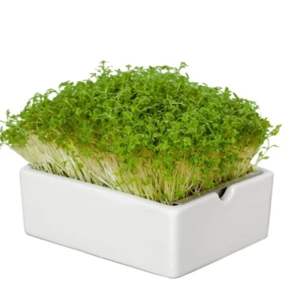 BIO Žerucha - mikrozelenina - microgreens - Heimgart - náhradné pláty - 1 ks