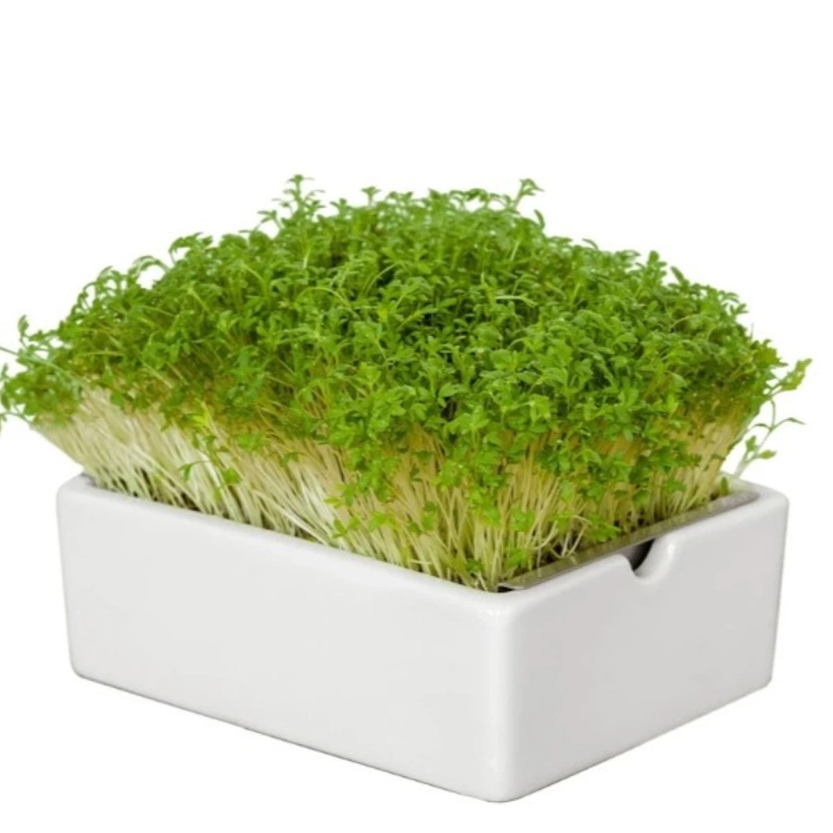 BIO Žerucha - mikrozelenina - microgreens - Heimgart - náhradné pláty - 1 ks