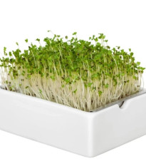 BIO Brokolica - mikrozelenina - microgreens - Heimgart - náhradné pláty - 1 ks