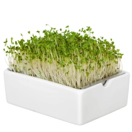 BIO Brokolica - mikrozelenina - microgreens - Heimgart - náhradné pláty - 1 ks