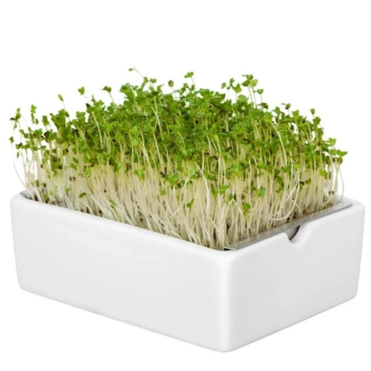BIO Brokolica - mikrozelenina - microgreens - Heimgart - náhradné pláty - 1 ks