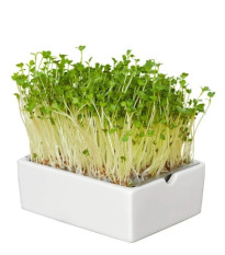 BIO Reďkovka - mikrozelenina - microgreens - Heimgart - náhradné pláty - 1 ks