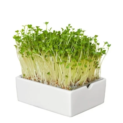 BIO Reďkovka - mikrozelenina - microgreens - Heimgart - náhradné pláty - 1 ks