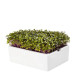 BIO Kaleráb - mikrozelenina - microgreens - Heimgart - náhradné pláty - 1 ks