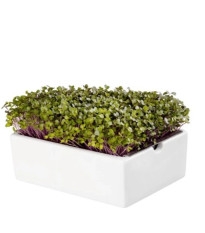 BIO Kaleráb - mikrozelenina - microgreens - Heimgart - náhradné pláty - 1 ks