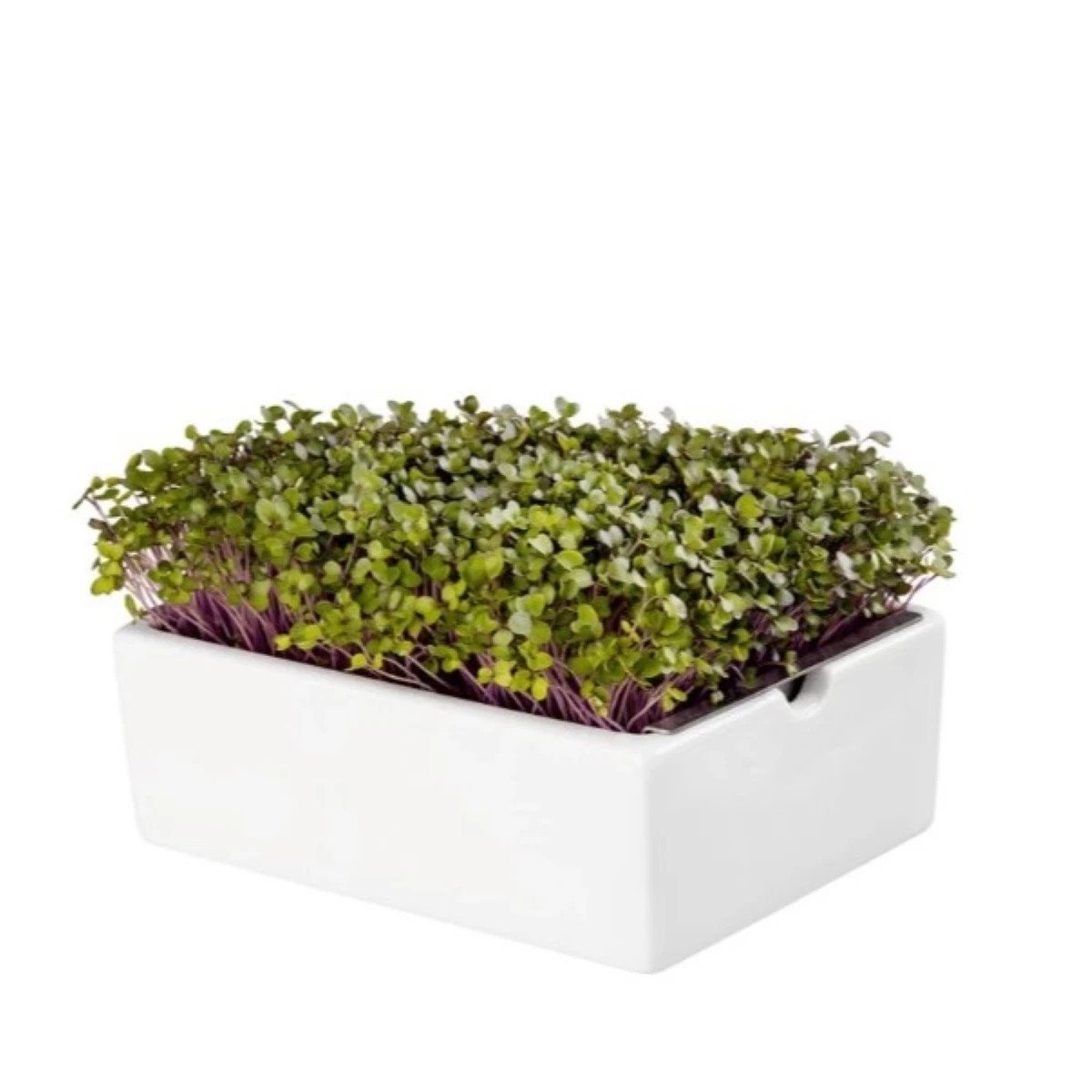 BIO Kaleráb - mikrozelenina - microgreens - Heimgart - náhradné pláty - 1 ks