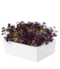 BIO Reďkovka Rambo - mikrozelenina - microgreens - Heimgart - náhradné pláty - 1 ks