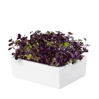 BIO Reďkovka Rambo - mikrozelenina - microgreens - Heimgart - náhradné pláty - 1 ks