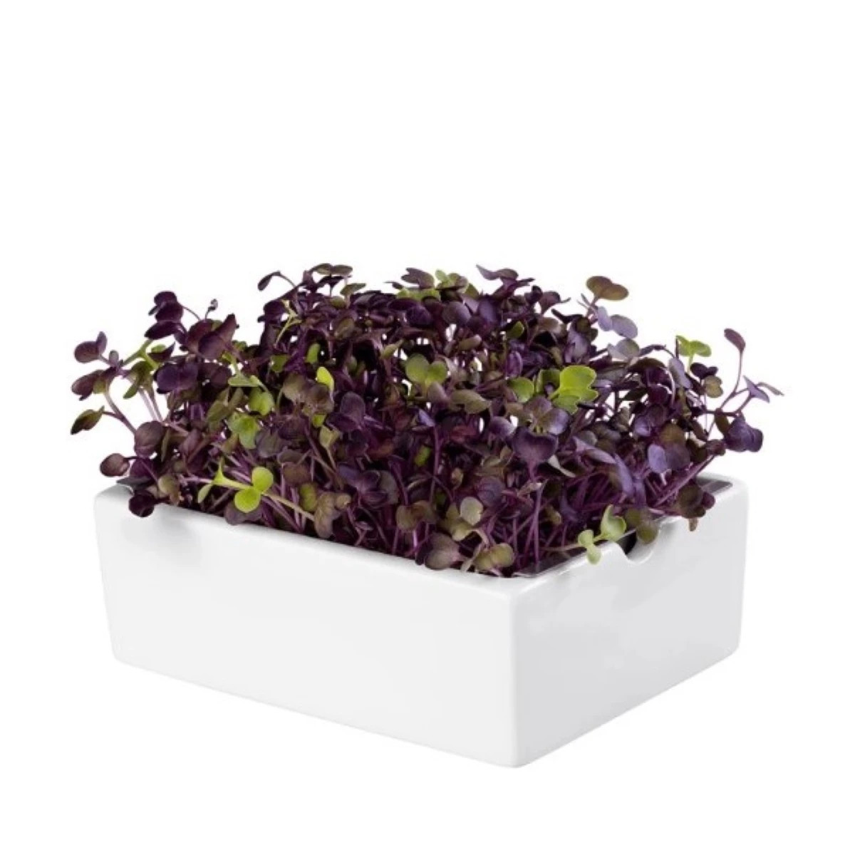 BIO Reďkovka Rambo - mikrozelenina - microgreens - Heimgart - náhradné pláty - 1 ks