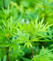Palina Černobyľ - Artemisia vulgaris - predaj semien - 250 ks