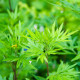 Sprengerova špargľa - Asparagus aethiopicus - predaj semien - 12 ks