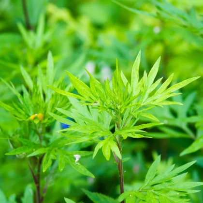 Sprengerova špargľa - Asparagus aethiopicus - predaj semien - 12 ks
