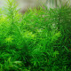 Sprengerova špargľa - Asparagus aethiopicus - predaj semien - 12 ks