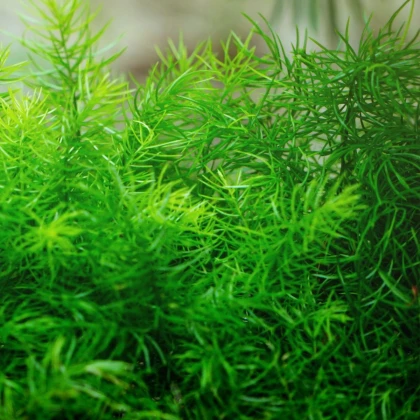 Sprengerova špargľa - Asparagus aethiopicus - predaj semien - 12 ks