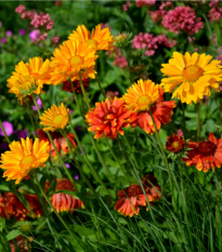Kokarda osinatá veľkokvetá zmes - Gaillardia aristata - predaj semien - 120 ks