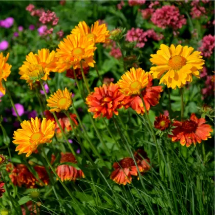 Kokarda osinatá veľkokvetá zmes - Gaillardia aristata - predaj semien - 120 ks
