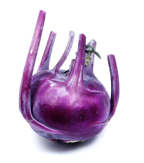 Kaleráb raný modrý Purple vienna - Brassica oleracea - predaj semien - 100 ks