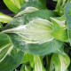 Funkia - Hosta Snake Eyes - predaj cibuľovín - 1 ks