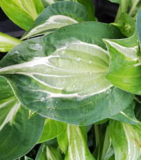 Funkia - Hosta Snake Eyes - predaj cibuľovín - 1 ks
