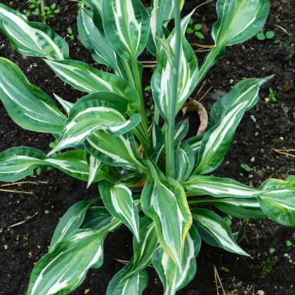 Funkia - Hosta Snake Eyes - predaj cibuľovín - 1 ks