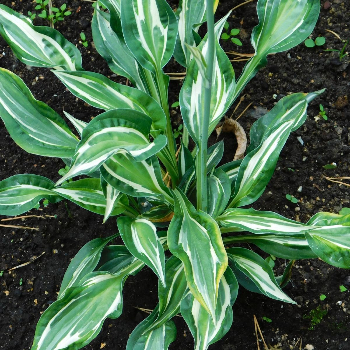 Funkia - Hosta Snake Eyes - predaj cibuľovín - 1 ks