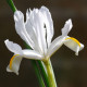 Kosatec sieťkovaný biely - Iris reticulata - predaj cibuľovín - 3 ks