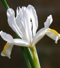 Kosatec sieťkovaný biely - Iris reticulata - predaj cibuľovín - 3 ks