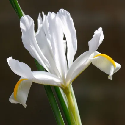 Kosatec sieťkovaný biely - Iris reticulata - predaj cibuľovín - 3 ks