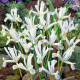 Kosatec sieťkovaný biely - Iris reticulata - predaj cibuľovín - 3 ks