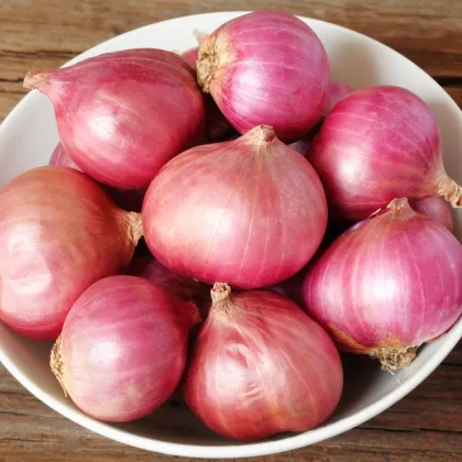 Cibuľa šalotka Camelot F1 - Allium cepa - predaj semien - 50 ks