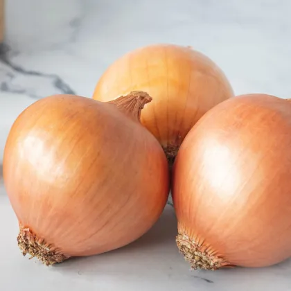 Cibuľa ozimná Augusta - Allium cepa - predaj semien cibule - 250 ks