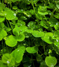 Mäta pieporná Mini Mint - Mentha piperita - predaj semien - 20 ks