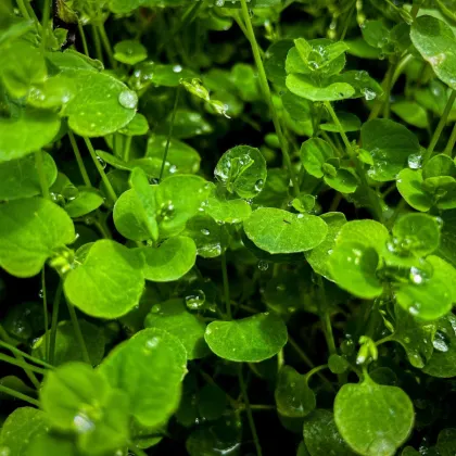 Mäta pieporná Mini Mint - Mentha piperita - predaj semien - 20 ks