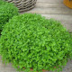 Mäta pieporná Mini Mint - Mentha piperita - predaj semien - 20 ks