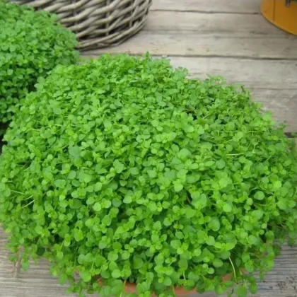 Mäta pieporná Mini Mint - Mentha piperita - predaj semien - 20 ks