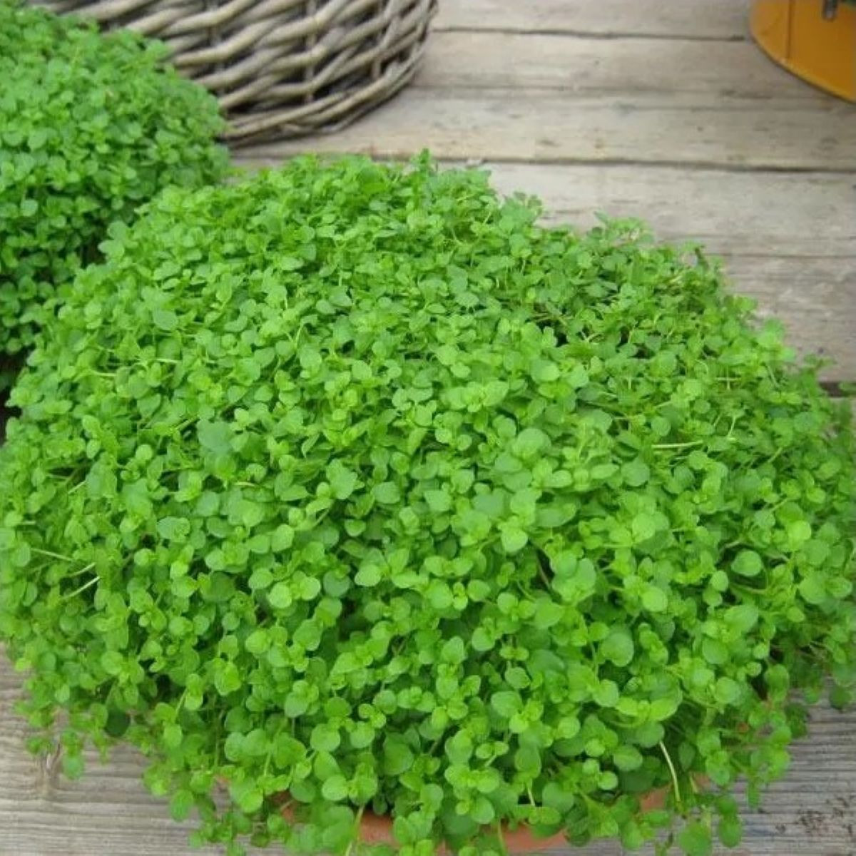Mäta pieporná Mini Mint - Mentha piperita - predaj semien - 20 ks