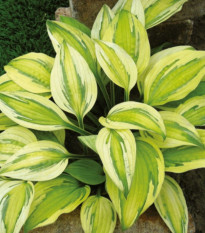 Funkia - Hosta Captains Adventure - predaj cibuľovín - 1 ks