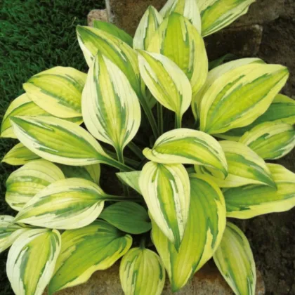 Funkia - Hosta Captains Adventure - predaj cibuľovín - 1 ks