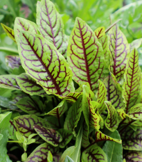 Šťaveľ krvavý - Rumex sanguineus - prodej semen - 100 ks