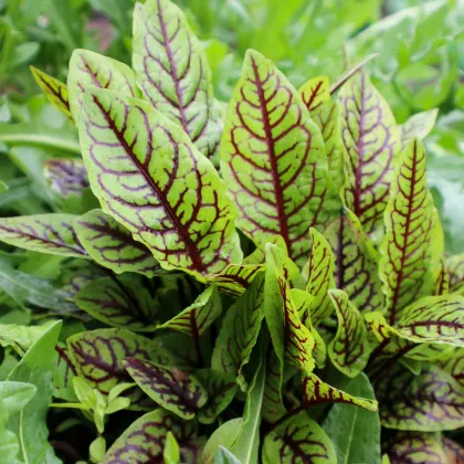 Šťaveľ krvavý - Rumex sanguineus - prodej semen - 100 ks